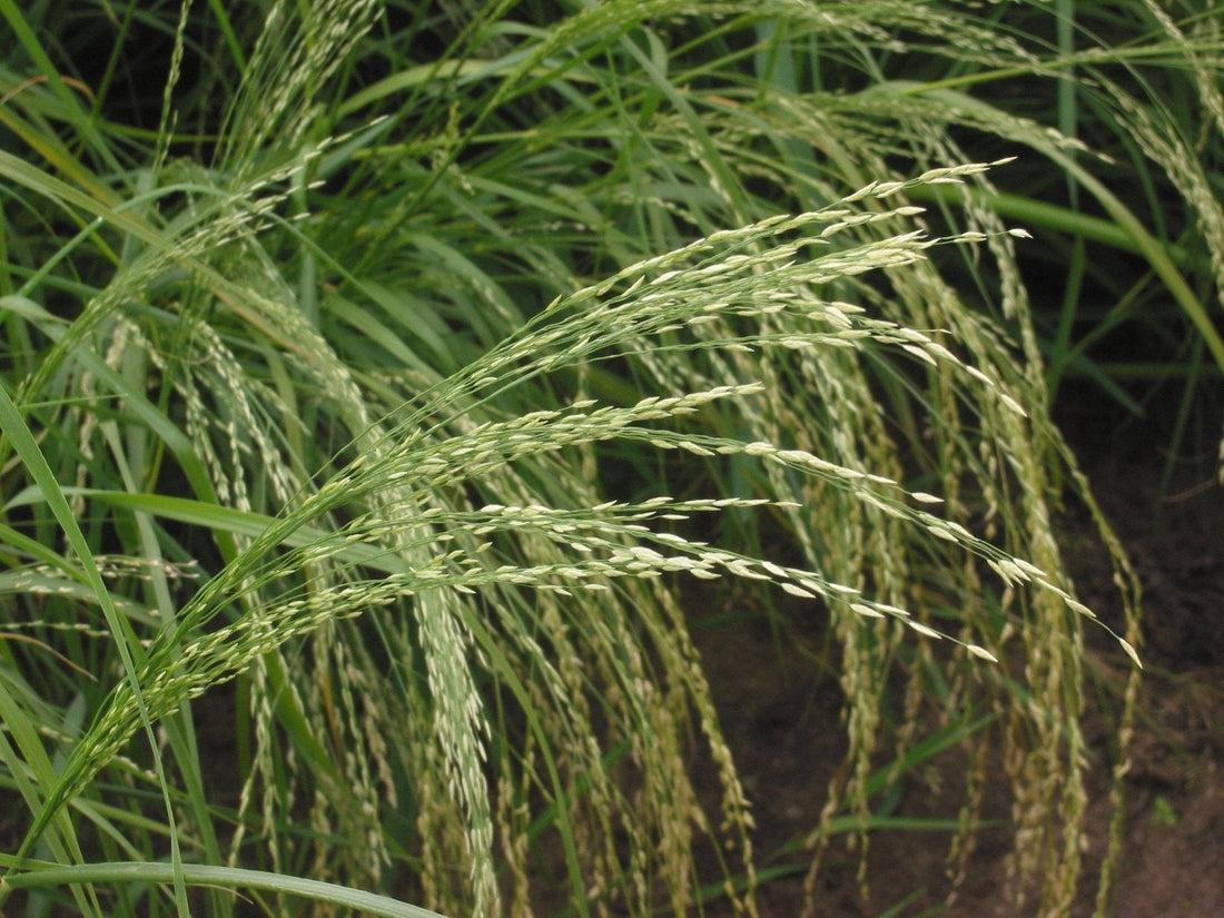 Teff: the ancient grain quietly solving one of the biggest gaps in modern diets