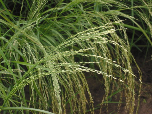 Teff: the ancient grain quietly solving one of the biggest gaps in modern diets