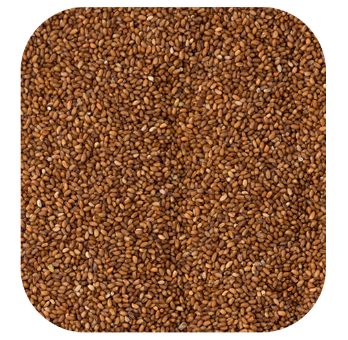 teff grain