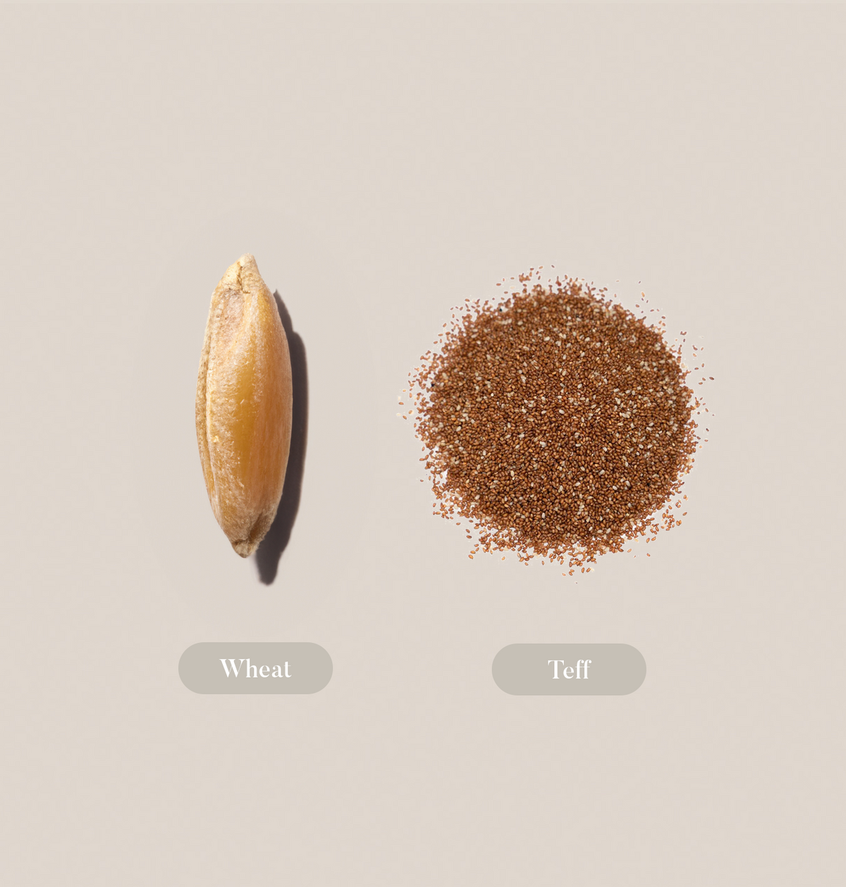 Teff Color Types What is teff? │ Teff.Me │ Gut Microbiome Support │ Slow Release Energy ...